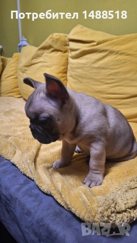 френски булдог, снимка 2 - Френски булдог - 53132134