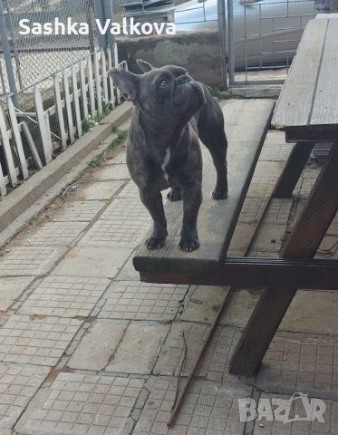 Син и пясъчен френски булдог за разплод!, снимка 5 - Търси партньор - 44384428