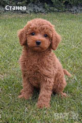 Мини Пудел Момче и Момиче  / Mini Poodle, снимка 6 - Пудели - 53305362