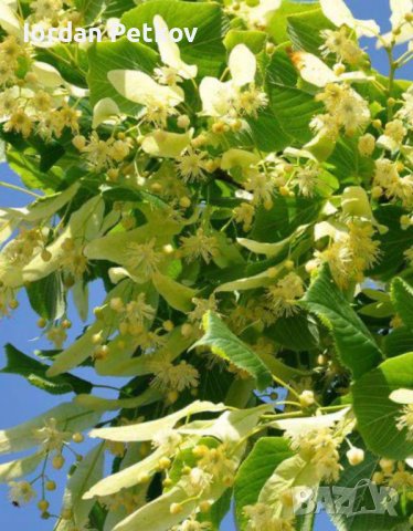 Липа разсад, снимка 3 - Разсади - 32214395