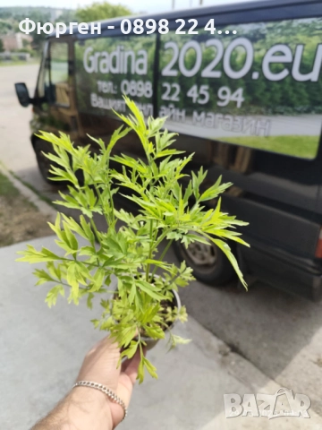 ЧЕРЕН БЪЗ GOLDEN TOWER - ЗЛАТНА КУЛА, снимка 5 - Разсади - 51938768