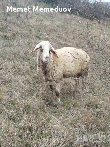 Овце за клане