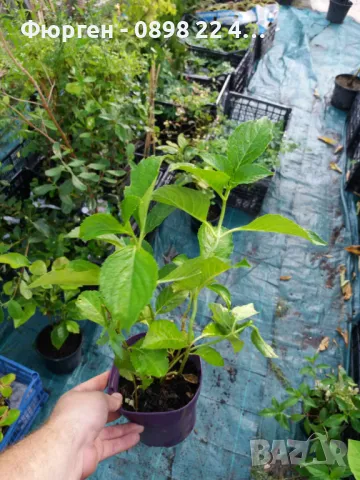  Хортензия Налични 4 вида , снимка 9 - Разсади - 37070652