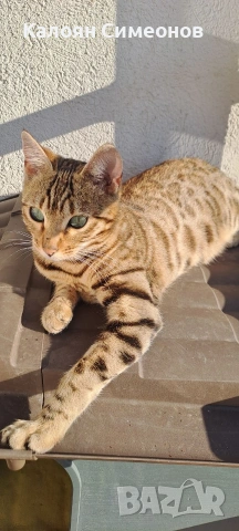 Бенгалски котенца, снимка 2 - Бенгалски - 54357737