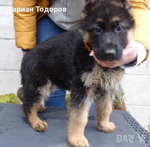 Елитни немски овчарки, снимка 7 - Немска овчарка - 52907166