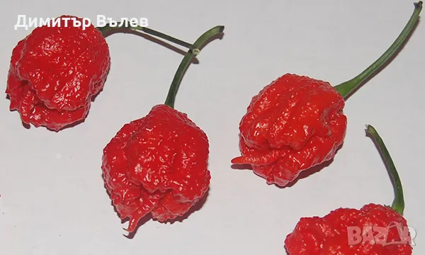 Каролина Рийпър – 2 200 000 SHU(тези цифри означават колко е люта чушката по скалата на Сковил , снимка 3 - Разсади - 47400136