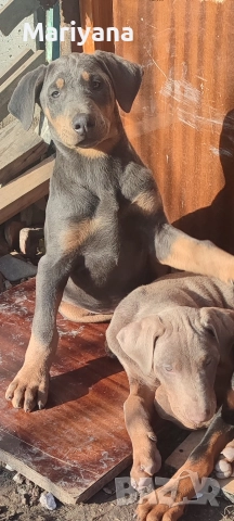 Продавам родословни добермани , снимка 17 - Доберман - 52585726