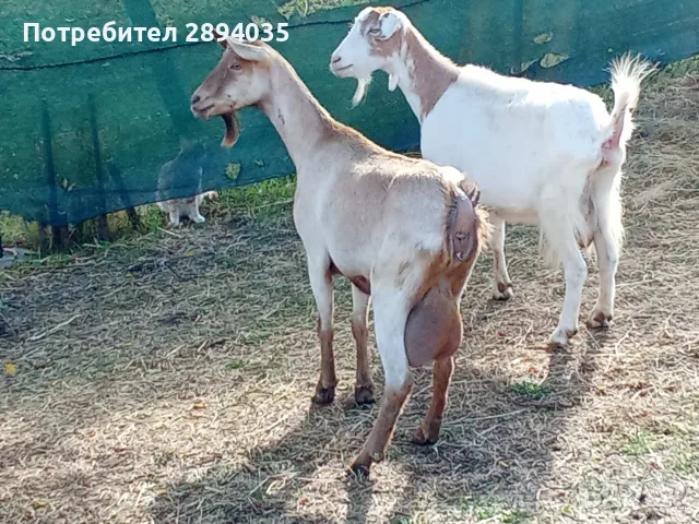 свободни 6 кози + 2 ярета , снимка 11 - Кози - 56333631