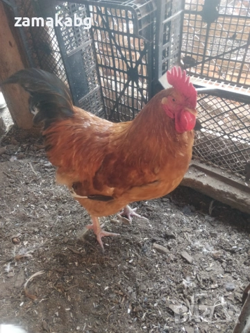 Продавам 2 млади едри петли на по 8-9 месеца, домашно свободно гледани