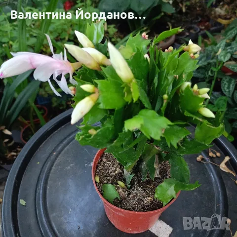 коледниче два цвята стайно цвете , снимка 3 - Стайни растения - 56298496
