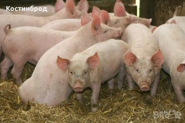 ПРАСЕТА. АКЦИЯ - ОТ 80 ЕВРО.