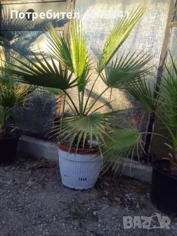 Палми Вяшингтония, снимка 5 - Градински цветя и растения - 52533068