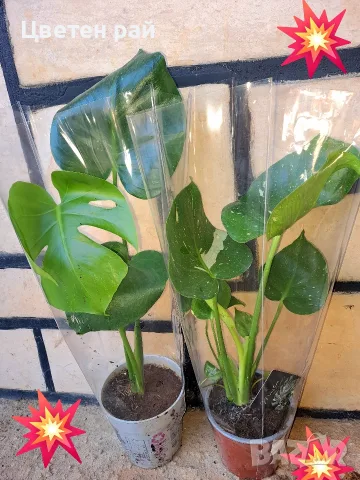 Комплект от три вида monstera, може и по отделно, снимка 18 - Стайни растения - 56123987