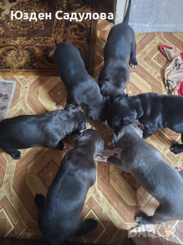 Питбул бебета