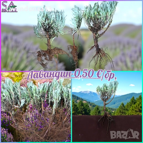  Мурсалски Чай – Разсад на Гол Корен | Планинска Билка, снимка 9 - Градински цветя и растения - 47333197