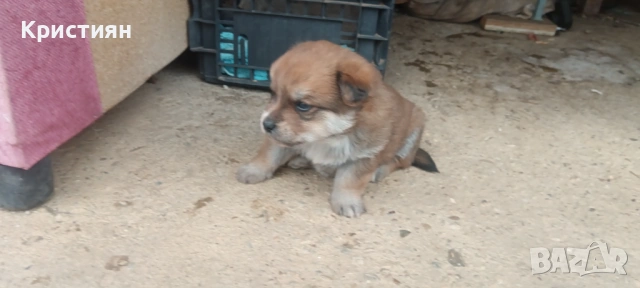 Подарявам три малки кученца , снимка 7 - Джак ръсел териер - 53948675