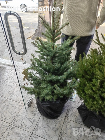 коледна елха, снимка 12 - Градински цветя и растения - 52796988