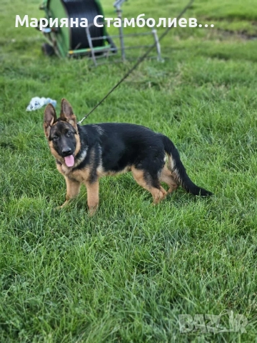 Малка мъжка немска овчарка, снимка 7 - Немска овчарка - 52508986
