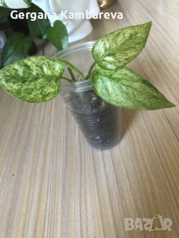 Epipremnum pinnatum Mint variegated , снимка 3 - Стайни растения - 55876983