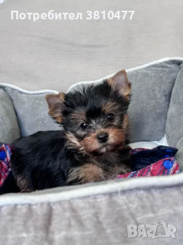 Продавам мини йорки, снимка 1