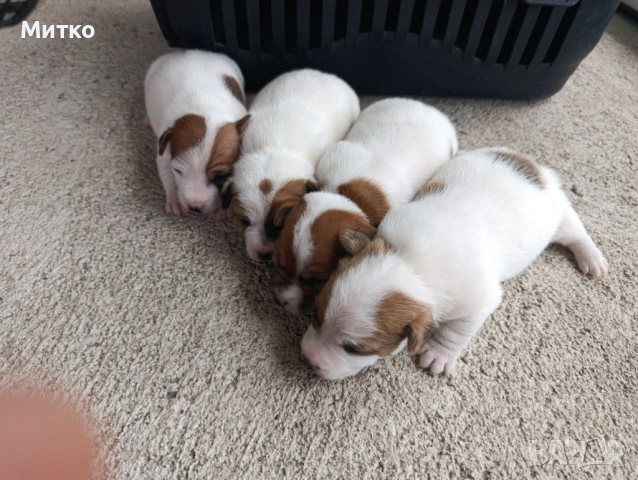 Джак Ръсел териер , снимка 2 - Джак ръсел териер - 54097301