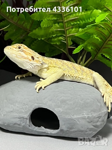 Продавам брадата агама -Pogona vitticeps, снимка 1