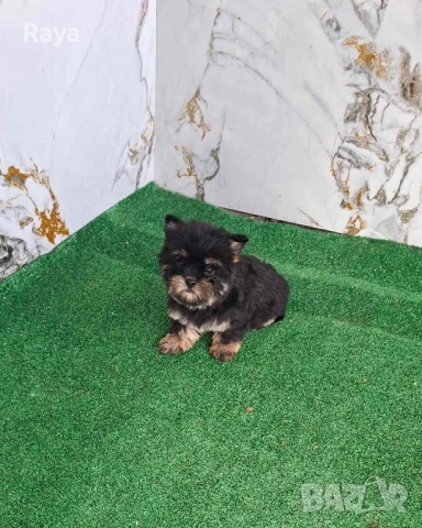 Йоркширски териер , снимка 3 - Йоркширски териер - 48370769