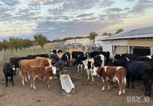 Телешко месо