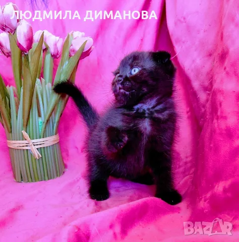 Шотландско момиче Скоттиш Фолд. 