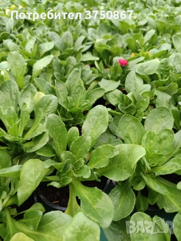 ❤️☀️❤️ Парички/Bellis/Tasso, снимка 9 - Градински цветя и растения - 52084828