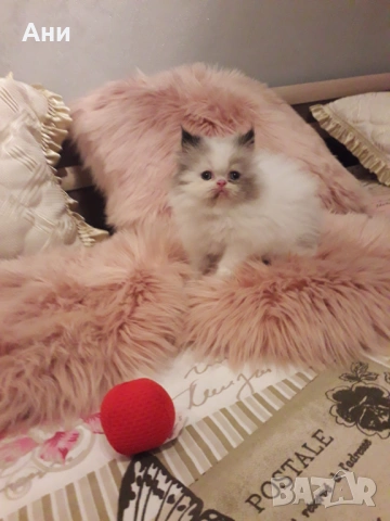 Котенце като Картичка, снимка 3 - Персийска - 53952128