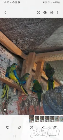 лазурни неофеми природната форма млади пилите