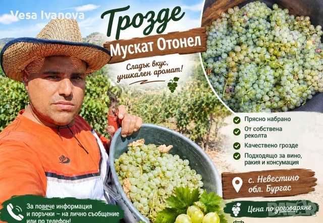  Продажба на Мускат Отонел 