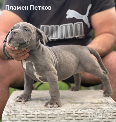 Американско були , снимка 3 - Питбул - 54315310