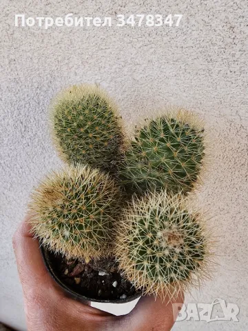 Четириглава мамилария