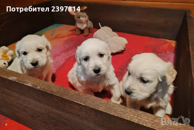 Голдън ретривър , снимка 4 - Голдън ретривър - 52842514