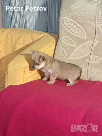 Шпиц , снимка 5 - Шпиц - 53994562