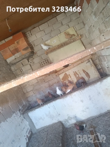 Гълъби, снимка 3 - Гълъби - 50570023