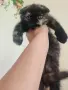 Прекрасни Шотландски Клепоухи котенца (Scottish Fold), снимка 9