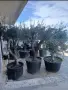 Продуктивни маслинови дървета olea europaea, снимка 1