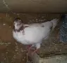 Гълъби  типлери , снимка 2
