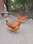 Нюхемпшир яйца за люпене , снимка 7