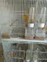 продавам канарчетата с клетките, снимка 4