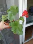 Комплект Мушката, снимка 7