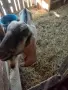Продава се коза и пърч и яре, снимка 4