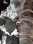 Дамски зимен елек със сив косъм, снимка 3