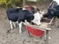 Продават се телета, снимка 3