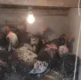 Катунски кокошки и петли изгодно , снимка 8