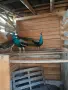 Индийски чифт Пауни, снимка 6