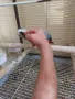 Бебе Кралско Жако, снимка 2